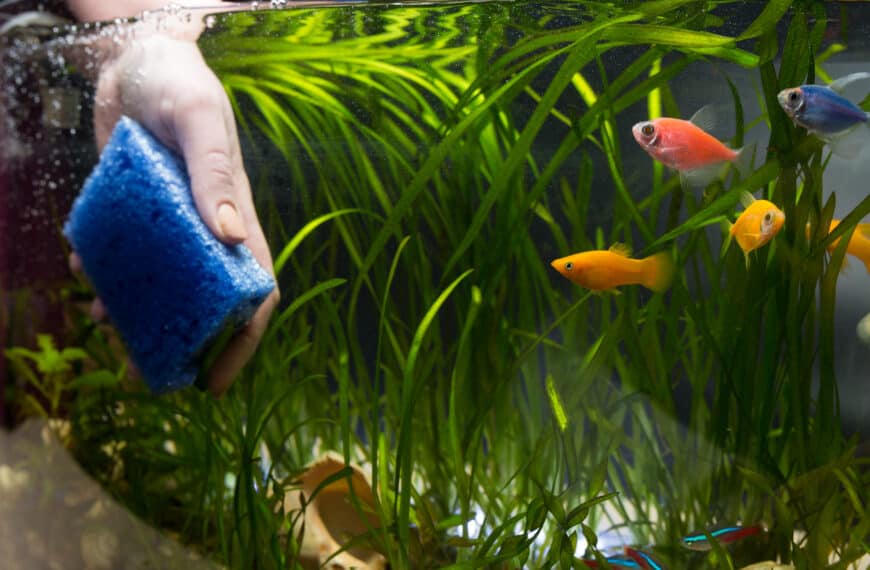 Hand with sponge cleaning aquarium with plans and fish