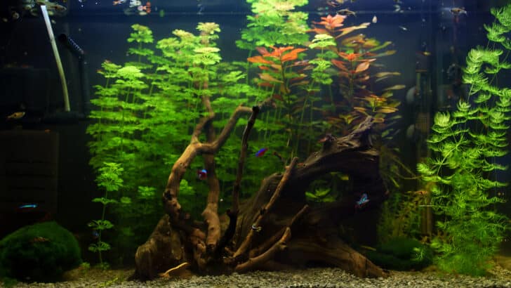 Home aquarium with fishes, driftwood and greenery