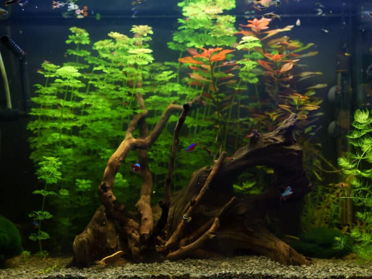 Home aquarium with fishes, driftwood and greenery