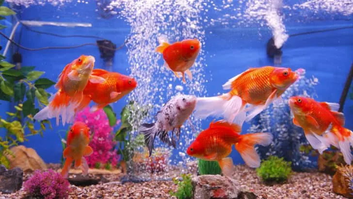 A group of goldfish in a tank with an airstone