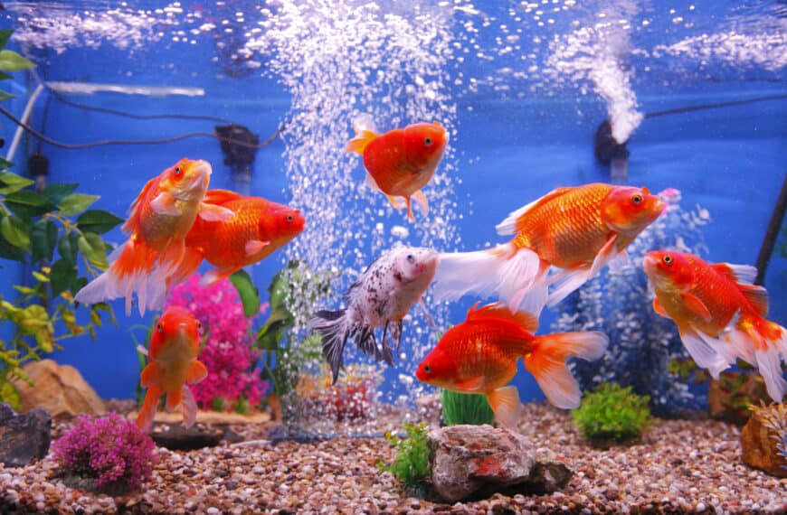 A group of goldfish in a tank with an airstone