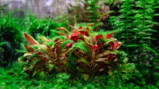 Algae in a dirty home aquarium with shrimps and CO2