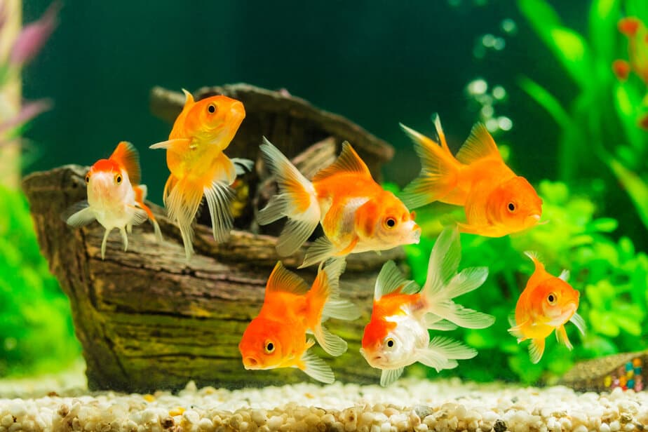 A group of young orange goldfish