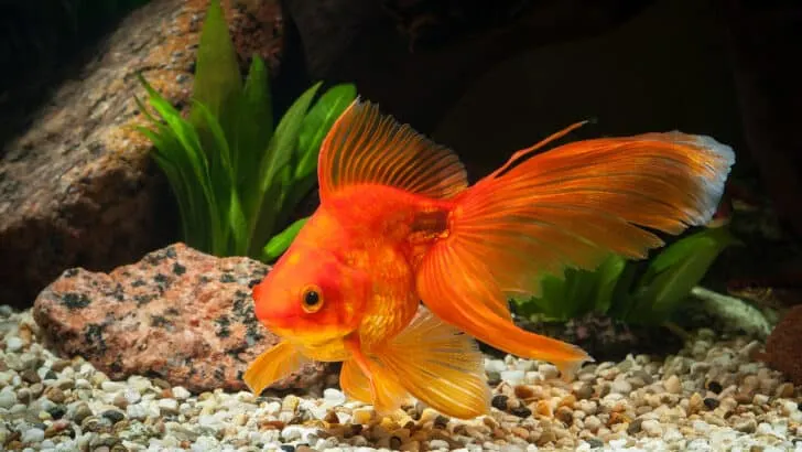 Big goldfish in fish tank