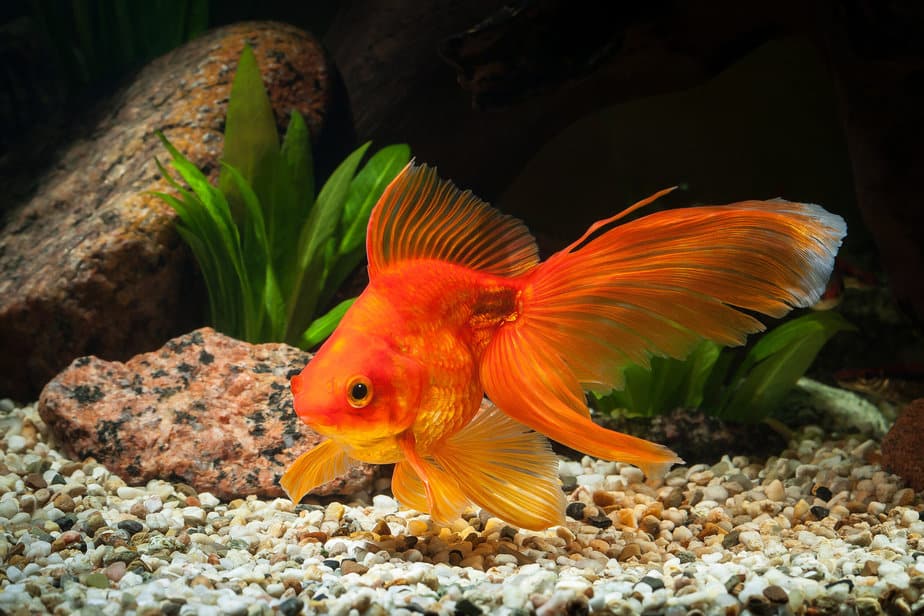 Big goldfish in fish tank