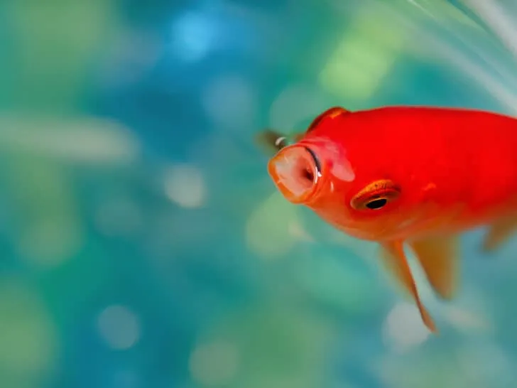 Goldfish going to surface to eat