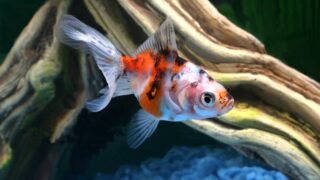 Young goldfish