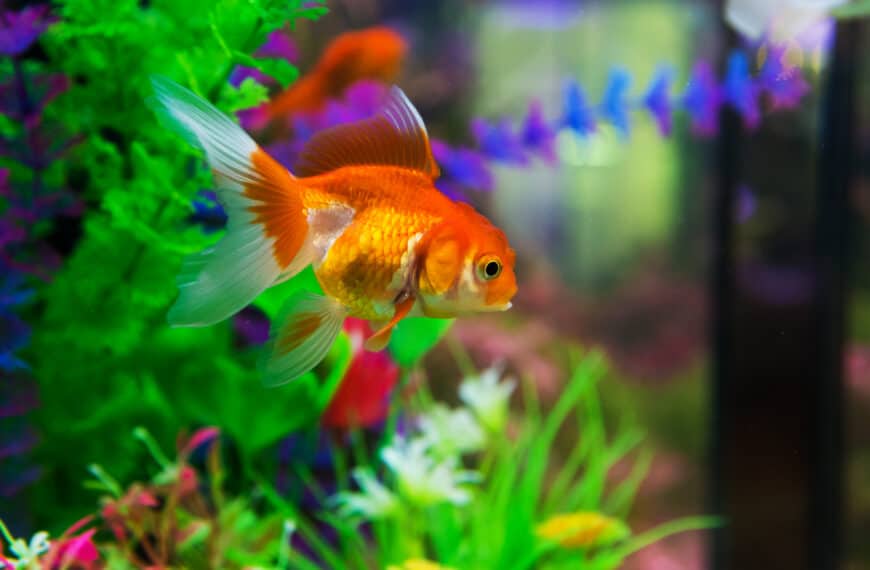Orange goldfish in aquarium