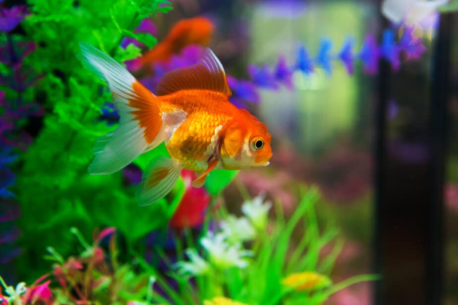 Orange goldfish in aquarium