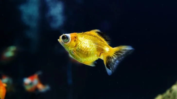 Small goldfish swimming