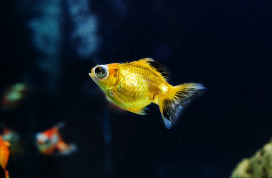 Small goldfish swimming