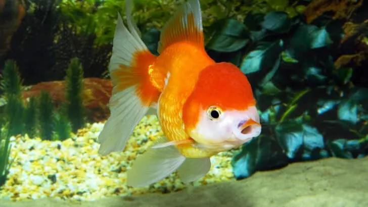Playful goldfish