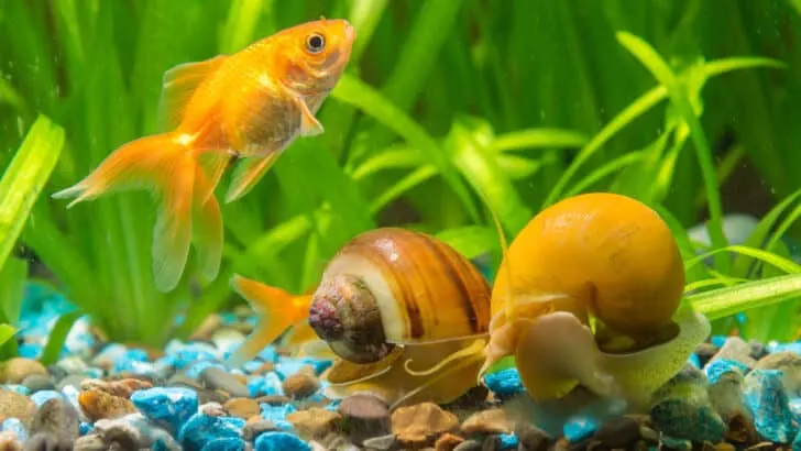 Goldfish with two snails