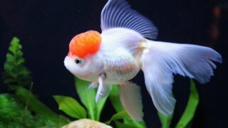 A white orange goldfish