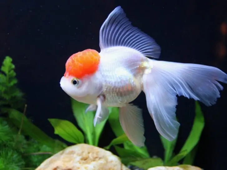 A white orange goldfish