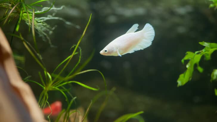 White female betta fish