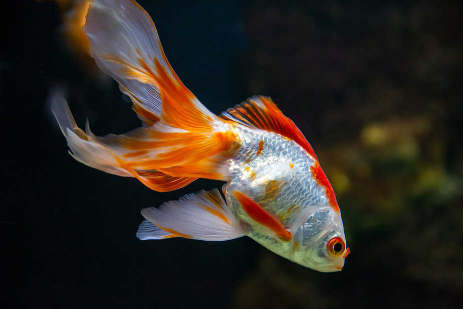 A beautiful goldfish