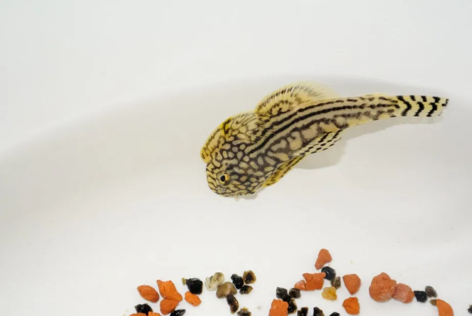 Hillstream Loach from asia photographed in a white bole with some pebbles.