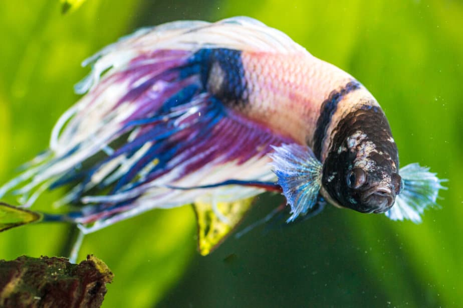 A closeup shot of sick betta fish in an aquarium