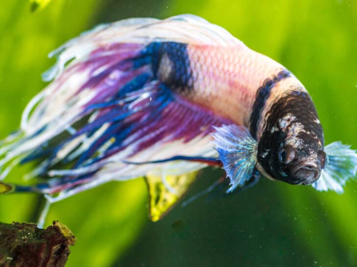 A closeup shot of sick betta fish in an aquarium