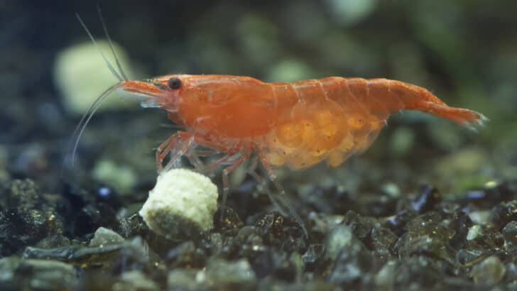 aquarium shrimp eating food