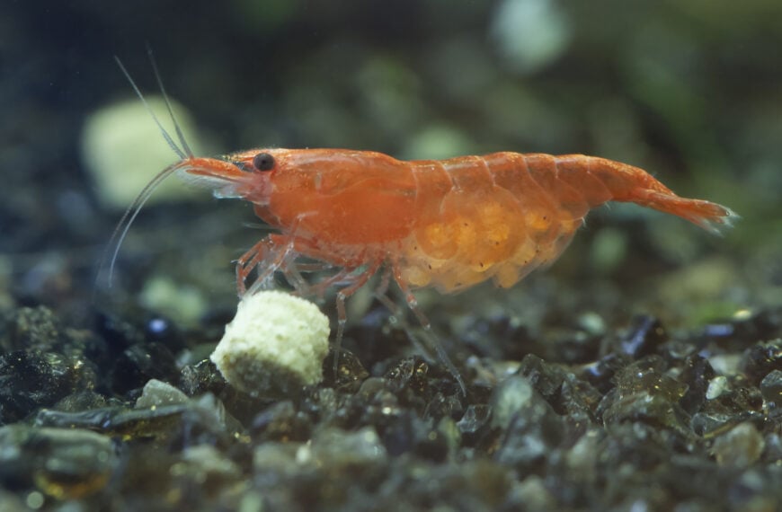 aquarium shrimp eating food