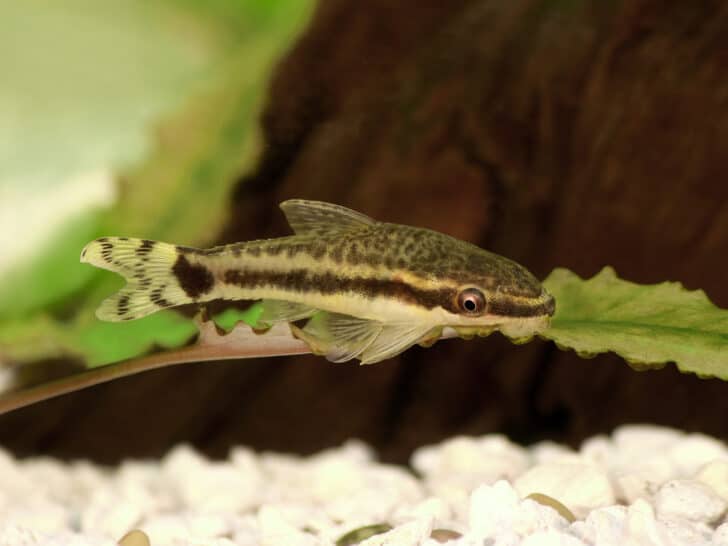 Catfish Oto Dwarf Suckermouth otocinclus vittatus algae eater aquarium fish freshwater
